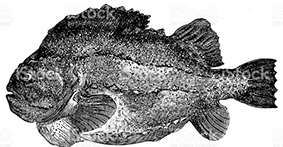 Cyclopterus lumpus_claves.jpg